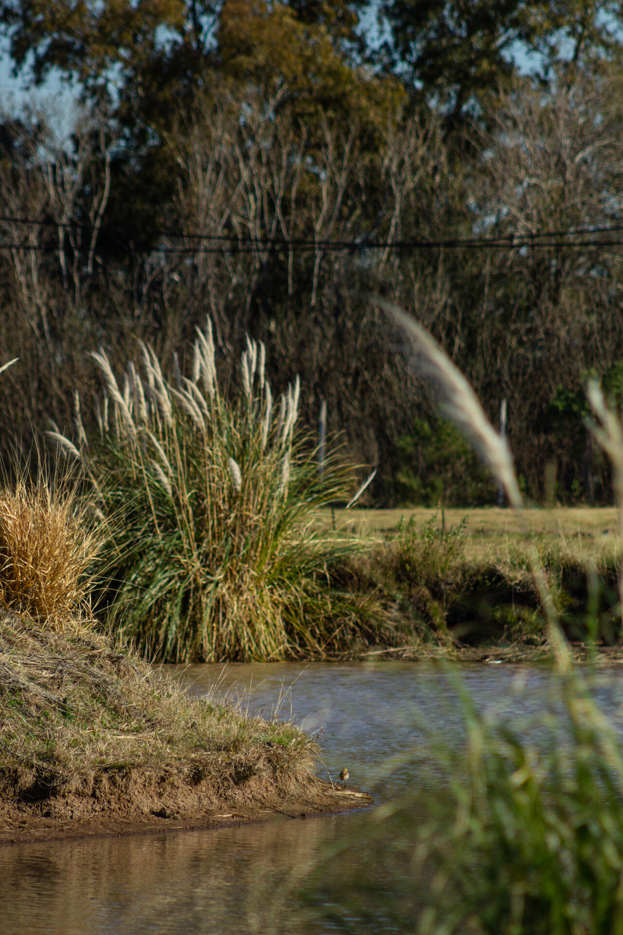 Contenido Si Agencia